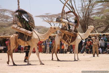 Camel Parade