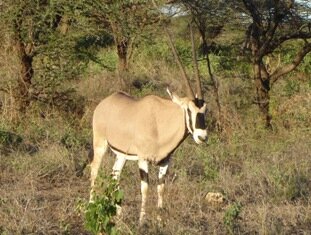 Tourism - Beisa Oryx