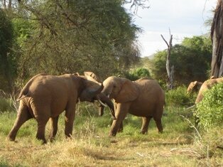 Elephants in Shaba