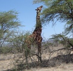 Reticulated Giraffe - endemic species in Northern Kenya